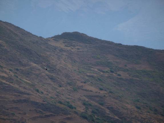 Um condor reina absoluto nos céus sobre a trilha para Choquequirao, no Peru